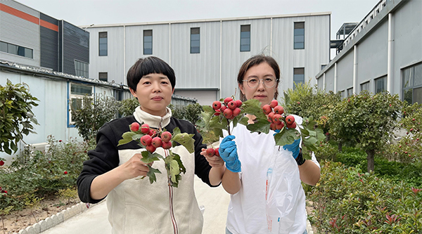 天元星“山楂”采摘活動，紅紅火火豐收季